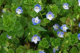 Leaves are pubescent, opposite below and alternate above. Veronica Persica