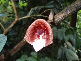 Image result for Aristolochia
