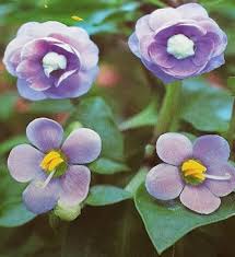 Image result for Exacum