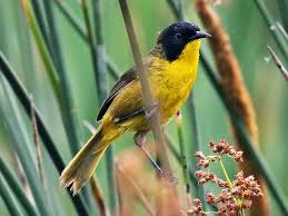 Image result for Isoglossa punctata