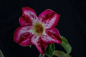 Image result for Marsdenia cynanchoides