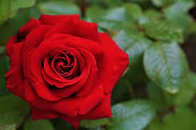 Love beautiful rose flowers images. Rose Spring Nature Romantic Plant Love Beautiful The Leaves Are Red Flower Pxfuel