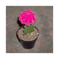 Here's how you can graft a moon cactus easily video rating: Buy Grafted Moon Cactus Plants Online At Lowest Price