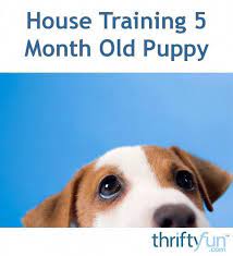 Toilet Training 5 Month Old Puppy Takes Patience And Diligence Get Tips On How To Potty Train A Puppy In Puppy Training Training Your Puppy Dog Training Tips