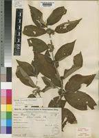 Image result for Sabicea venosa