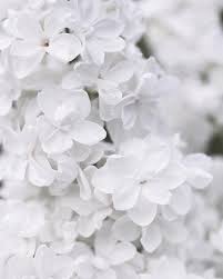 Pin By Maya Maclachlan On Phone White Aesthetic Black And White Aesthetic Aesthetic Colors