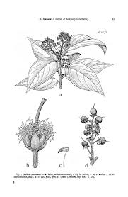 Image result for Scolopia stolzii