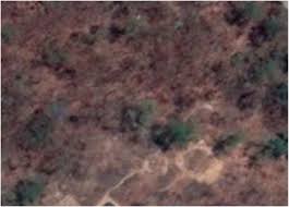 Image result for Diospyros mweroensis