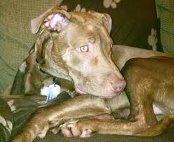 We did not find results for: Pets Poison Control Making Your Home Safer College Of Veterinary Medicine At Msu