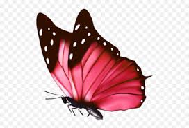 6,142 butterfly pink stock video clips in 4k and hd for creative projects. Pink Butterfly Floating Butterfly Transparent Cartoon Transparent Red Butterfly Png Pink Butterfly Png Free Transparent Png Images Pngaaa Com