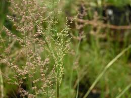 Image result for Eragrostis racemosa
