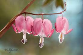 Dicentra Flower Photography Art Bleeding Heart Flower Flowers Photography