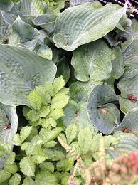 Hosta Hercules Hosta Varieties Hostas Flowers