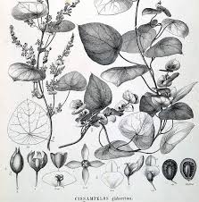 Image result for Cissampelos