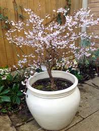 Prunus Incisa Kojo No Mai Gorgeous Small Tree Flowering Cherry Full Sun Or Light Dappled Shade Early Sprin Ornamental Trees Potted Trees Ornamental Cherry