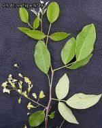 Image result for Pterocarpus lucens