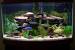 Star Wars Fish Tank