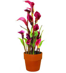 Funeral photo frame and lily flowers on dark background. Calla Lily Planter Farm Fresh Avas Flowers