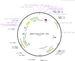 Pmyo puan hesaplama obp nedir? Addgene Pdd317 Pmyo 2 Gfp Sec