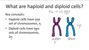 Diploid and haploid are two terms which describe the number of chromosome sets present in the cell or the ploidy of a cell. Haploid V Diploid Youtube