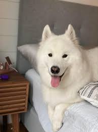 Chilly was killed in Toronto by his negligent dog walker Scott Howley of  Fun Dogs. Left in a hot car yesterday, the hottest day of the year, with a  heat warning advisory