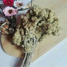 Bunga edelweis (anaphalis javanica) adalah bunga endemik yang tumbuh di daerah pegunungan. Hiasan Mahar Rustic Bunga Edelweiss Edelweis Coklat Shopee Indonesia