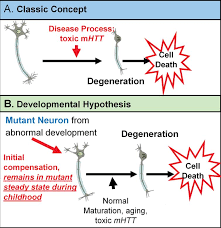 Nov 29, 2020 · huntington's disease is a neurological condition. The Neurodevelopmental Hypothesis Of Huntington S Disease Ios Press