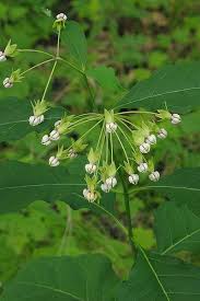 Poke Milkweed Asclepias Exaltata Prairie Nursery Native Plants Native Plants Deer Resistant Garden Milkweed