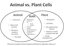 The typical characteristics that define the plant cell include cellulose, hemicellulose and a typical plant cell organelles include cell wall, cell membrane, cytoskeleton, plasmodesmata, chloroplast, vacuoles, endoplasmic reticulum. Cell Notes Running Brushy 7th Grade Science