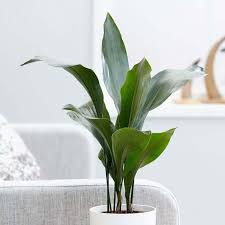 We did not find results for: 12 Low Maintenance Houseplants Safe For Cats Dogs Swift Wellness