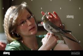 Jennifer Guild holds her bird, Jellybean, at her home in Richmond, Va.,  Monday, April 12, 2010. Jellybean is the nippy childhood bird of Guild. (AP  Photo/Steve Helber Stock Photo