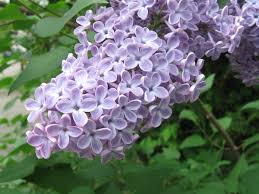 How To Eat Lilacs And Other Ways To Use Them