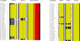 We cover 575+ carriers ! Tubulin Is Actively Exported From The Nucleus Through The Exportin1 Crm1 Pathway Scientific Reports