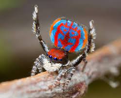 Like almost all spiders, peacock spiders are venomous. Peacock Spider Facts Identification Pictures