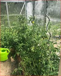 Allerdings nicht an der fensterbank! Tomaten Solanum Lycopersicum