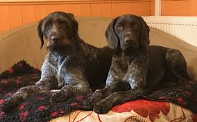 What are some good names for a german shorthaired pointer? German Shorthaired Pointers Mini Wirehaired Dachshunds Kavacanne