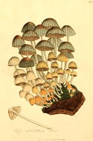 We did not find results for: Free Mushroom Charts And Mushroom Illustrations To Print Picture Box Blue