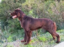 Image result for německý ohař dlouhosrstý