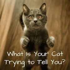 As far as claw trimmers go, i really like these cat claw clippers. What Your Cat S Behaviors Body Language And Sounds Mean Pethelpful