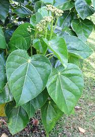 Image result for Hernandiaceae