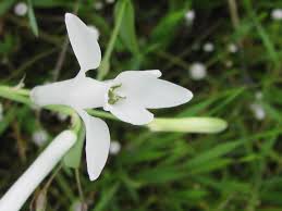 Image result for Dipcadi