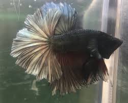 Live Betta Fish Halfmoon Rose Tail Copper Male Betta Fish Ideas Of Betta Fish Bettafish Live Betta Fish Halfmoon Rose Tail Coppe Betta Betta Fish Fish