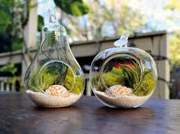 18 Ideas For Terrarium Decoration Ideas To Fall In Love With Top Inspirations Air Plant Terrarium Terrarium Decor How To Make Terrariums