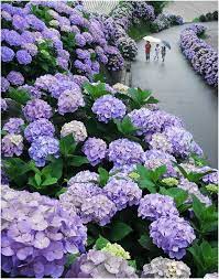 These Are Without A Doubt My Favorite Flowers In The Whole World I Feel In Love With Them When I Hydrangea Landscaping Beautiful Hydrangeas Beautiful Gardens