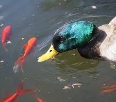 How To Keep Ducks Away From A Garden Pond Quick Easy Methods Pond Informer