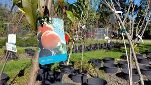 Check spelling or type a new query. Fall Is The Time To Plant Fruit Trees Wgme