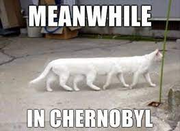 Meanwhile In Chernobyl Photo Fails Funny Animals Cat Memes