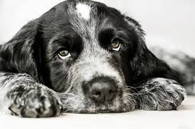These cavapoos are the cutest!!! Cute Cocker Spaniel Puppy Busybee Cr Photography
