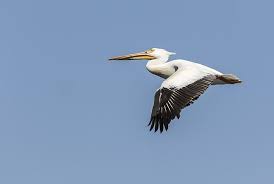 Tall Grey Bird With Black And White Head White Pelican 4 2015 By Thomas Young Beautiful Birds Birds Fine Art America