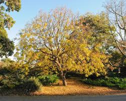 Mine has lots of catkins, which are now falling off, so the leaves should pushing out before long. Chinese Pistache Tree Trimming Is Chinese Pistache Pruning Necessary